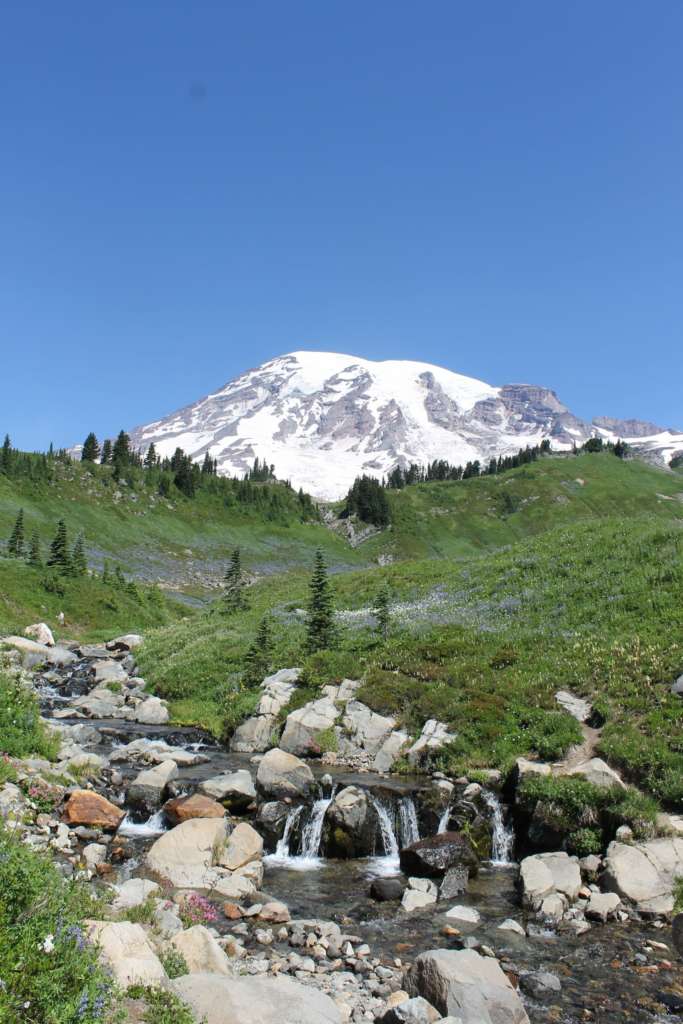 Wildflowers and creek at Mount Rainier National Park