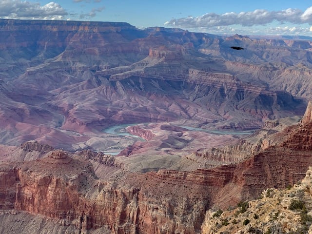 Bird flying over Grand Canyon National Park