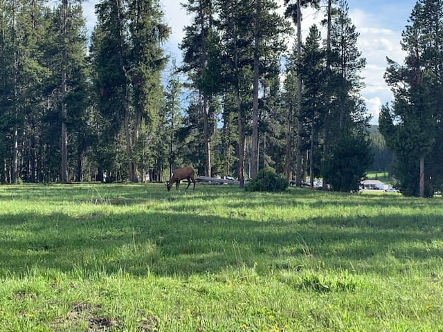 Watch for wildlife when planning a trip to Yellowstone