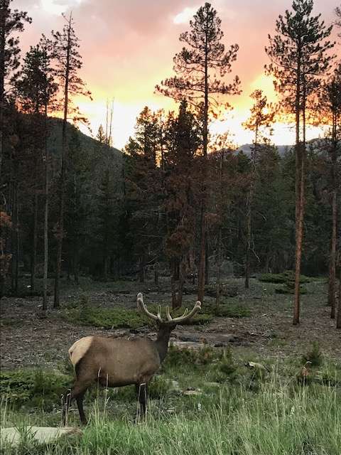 elk at sunset in Rocky Mountain National Park