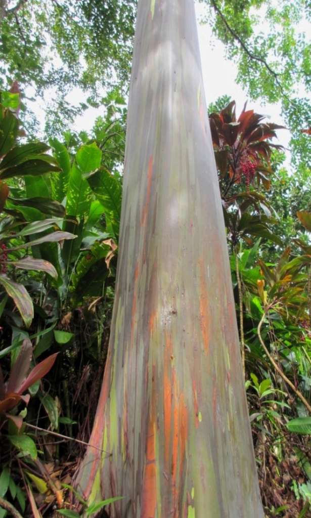 Rainbow Eucalyptus Tree on Road to Hana