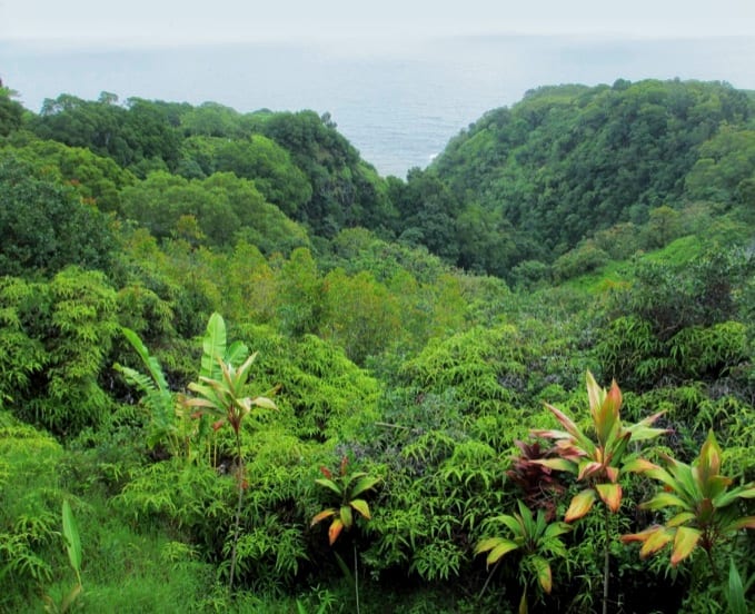 Garden of Eden Jurassic Park filming location on Road to Hana