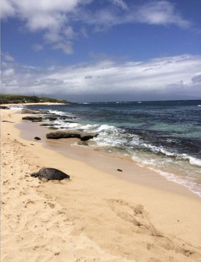 sea turtle sunbathing on Ho'okipa Beach