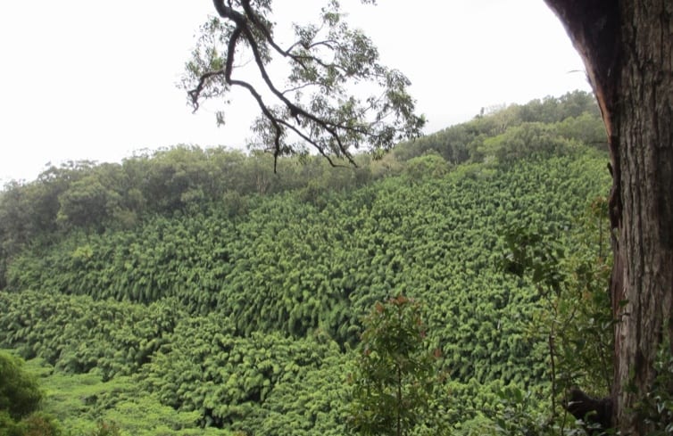 View of lush rainforests on the Waiamoi Nature Trail on the Road to Hana