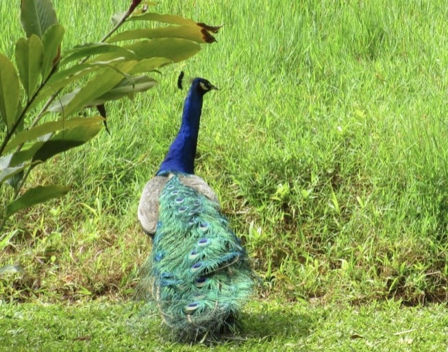 Peacock wandering the ground of the Garden of Eden on the Road to Hana