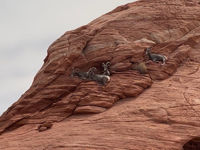 Bighorn sheep on the day trip from Vegas