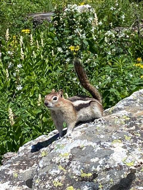 Chipmunk looking for food on Inspiration Point in Grand Tetons