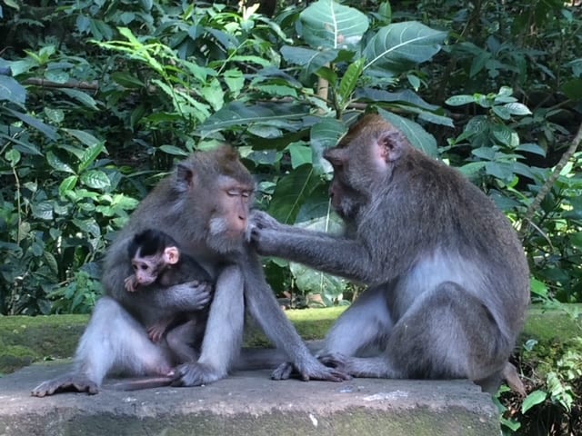 Sacred Monkey Forest Sanctuary during our 4 days in Ubud, Bali