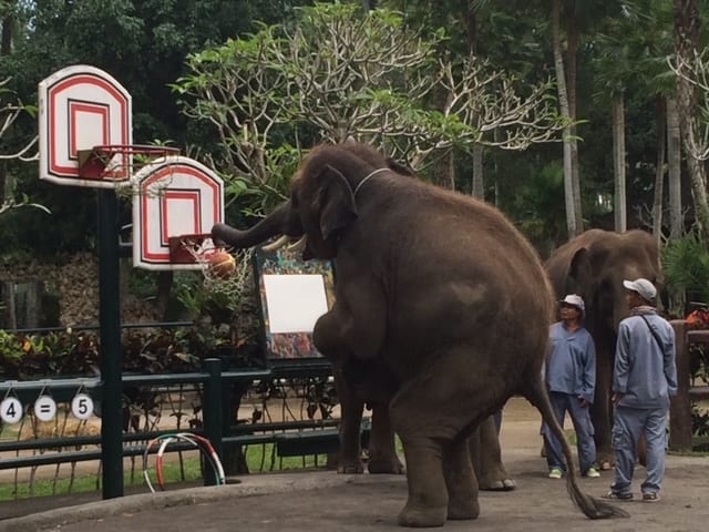 Elephant Park during our 4 days in Ubud, Bali