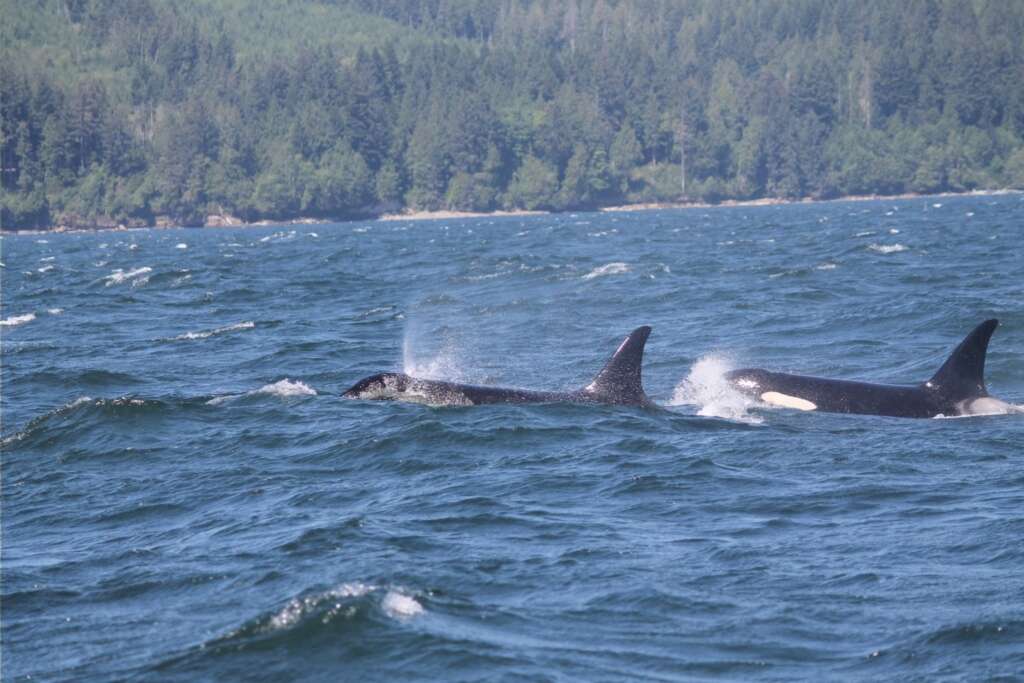 Whale watching on a Victoria Day Trip