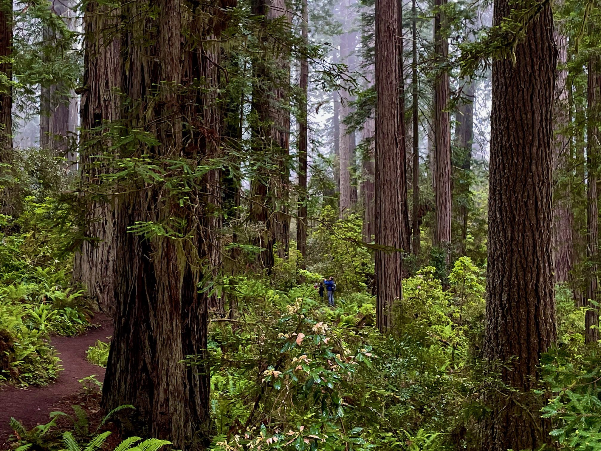 The 7 Best Hikes in Redwood National Park
