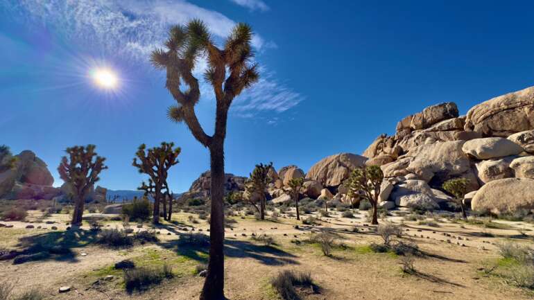 The 8 Best Easy Hikes at Joshua Tree National Park