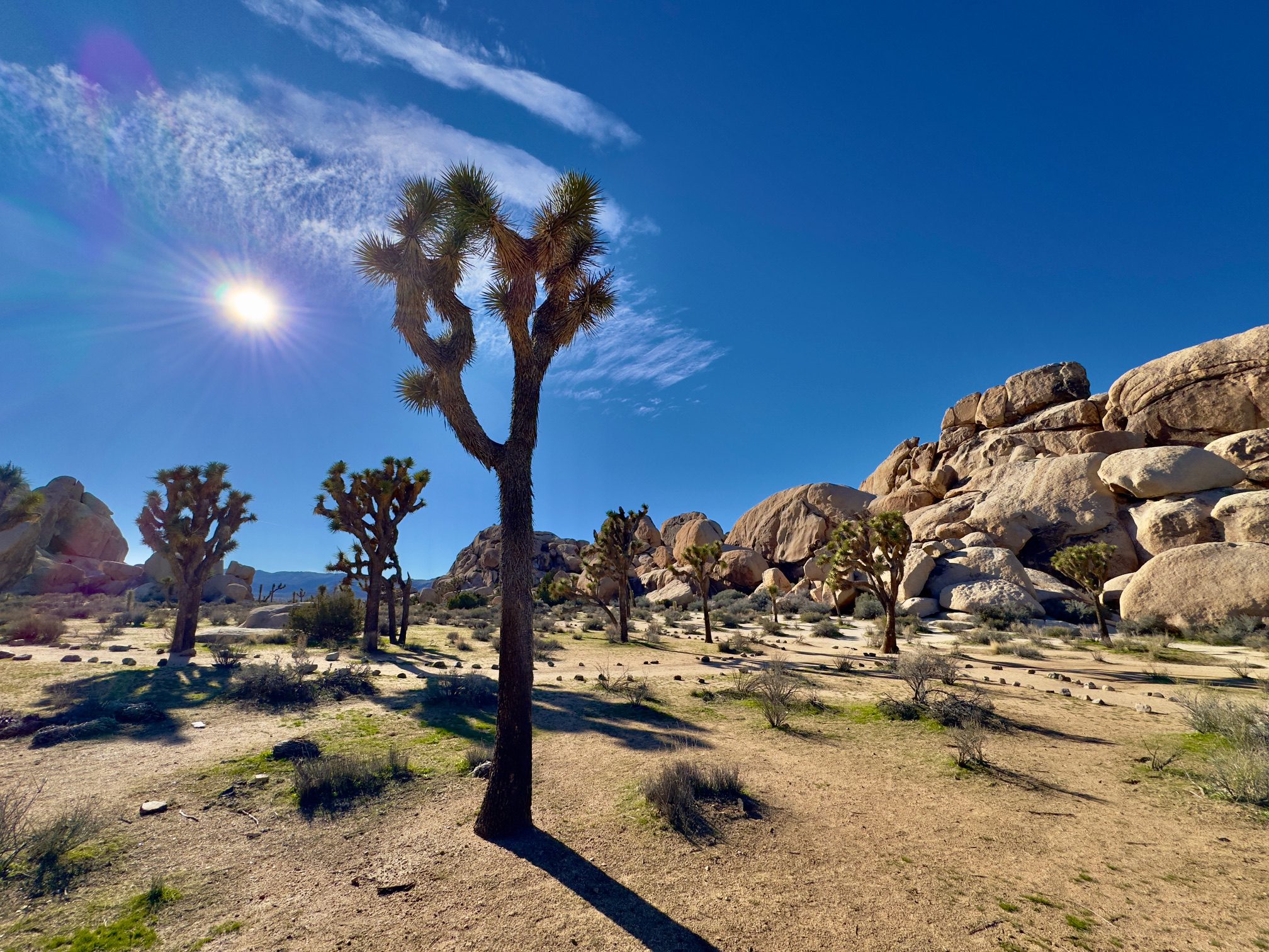 The 8 Best Easy Hikes at Joshua Tree National Park