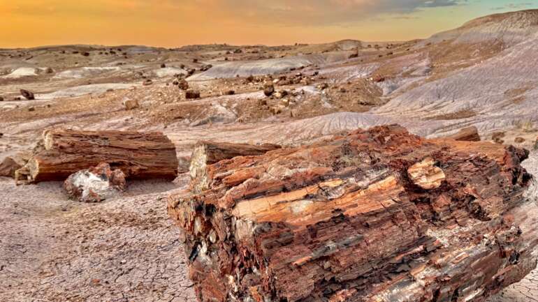 The Best Things to Do in Petrified Forest National Park