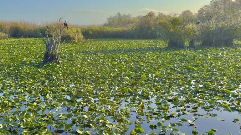 7 Easy Everglades Hikes You Cannot Miss on Your Florida Bucket List