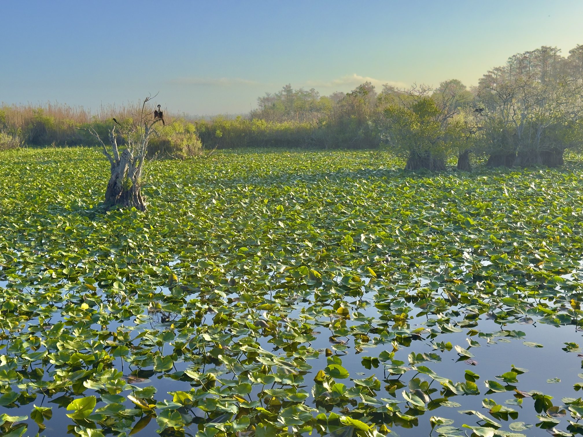 7 Easy Everglades Hikes You Cannot Miss on Your Florida Bucket List